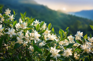 The Benefits of Neroli Essential Oil
