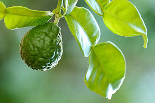 This is a bergamot plant with green leaves and one bergamot fruit on it.