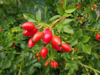 Rosehip plant.