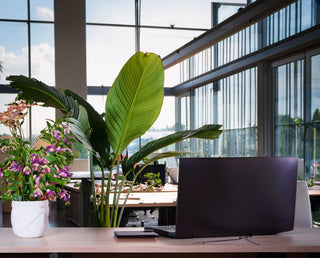 Aromatherapy for Busy Professionals