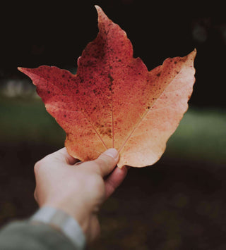 Essential Oils For Autumn Vibe