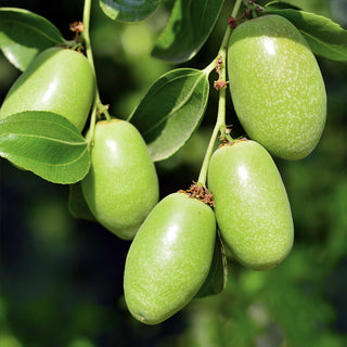 The green fruits and seeds of the jojoba plant, scientifically known as Simmondsia Chinensis, are native to the southwestern United States and northern Mexico.
