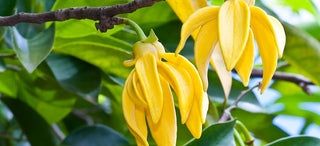 Ylang-ylang essential oil in aromatherapy, its benefits for skin and wellbeing.