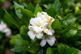 Jasmine white flowers growing on the plant.