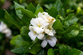 Jasmine white flowers growing on the plant.