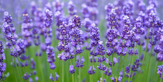 Rows upon rows of fragrant lavender flowers sway in the gentle breeze of a sprawling lavender field. These beautiful blooms are carefully harvested.