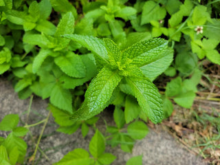 wellbeing benefits of peppermint essential oil