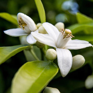 Neroli scent to uplift mood.