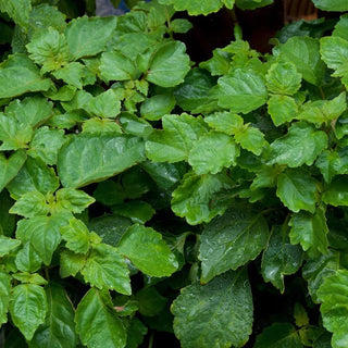 Patchouli scent to boost wellbeing.