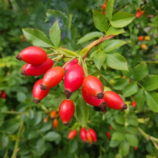 rosehip to improve skin health.