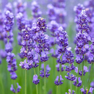 lavender scent to calm and relax.