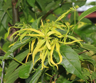 Ylang ylang flower